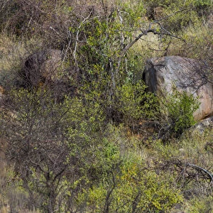 Leopard (Panthera pardus) carrying bush hare prey through savanna, Samburu National Reserve