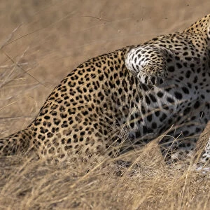 Leopard (Panthera pardus) pair mating behaviour, Okavango Delta, Botswana