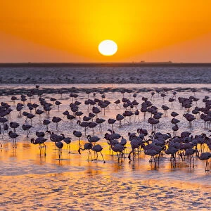 Lesser flamingos (Phoeniconaias minor) wading in saltwater lagoon at sunset, Salinas