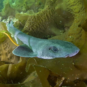 Lesser spotted catshark / Dogfish shark (Scyliorhinus canicula) amongst seaweed on a maerl bed