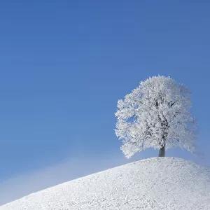 Linden tree (Tilia sp. ) with heavy frost on small hill. Switzerland, Europe, December
