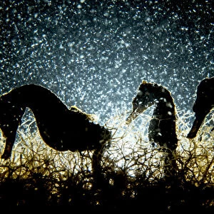 Three Lined seahorses (Hippocampus erectus), two male and one female, feeding on plankton in an alkaline saltwater pond, The Bahamas, Caribbean