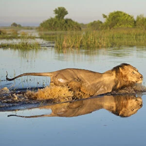 Lion (Panthera leo) crossing water, Okavango Delta, Botswana