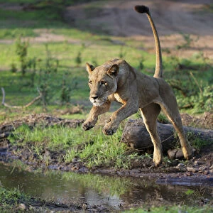 Lion (Panthera leo), female jumping over a stream. Mana Pools National Park, Zimbabwe