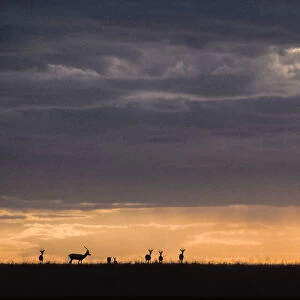 Lioness (Panthera leo) and Thomsons gazelles (Eudorcas thomsonii) silhouetted at sunset