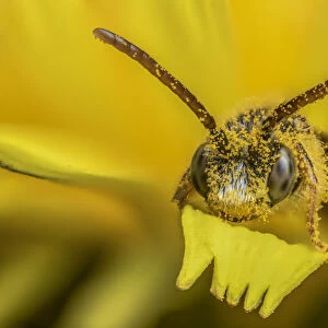 Little nomad bee (Nomada favoguttata) covered in Dandelion pollen (Taraxacum offinicale)