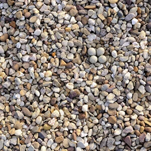 Little ringed plover {Charadrius dubius} nest with four eggs camouflaged on shingle, Lorraine, France
