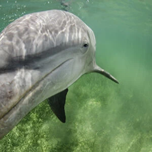 Lone male Bottlenose dolphin (Tursiops truncatus) in shallow water over seagrass