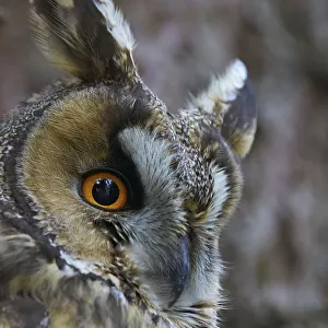 Long-eared owl (Asio otus), Hungary, January