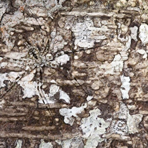 Long-spinnered bark spider {Hersiliidae sp} camouflaged on tree bark, tropical rainforest