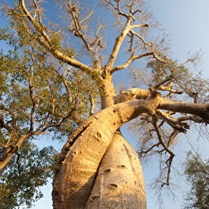 The Lovers Baobabs (Adansonia grandidieri). Near Morondava, Madagascar