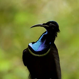 Magnificent riflebird (Ptiloris magnificus alberti) male on display perch