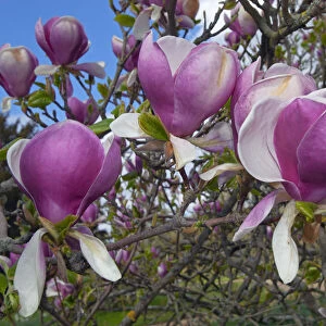 Magnolia Rustica rubra in flower in garden, UK, May