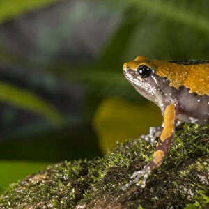 Malabar ramanella frog (Ramanella triangularis) Coorg Karnataka, India. Endemic to Western Ghats