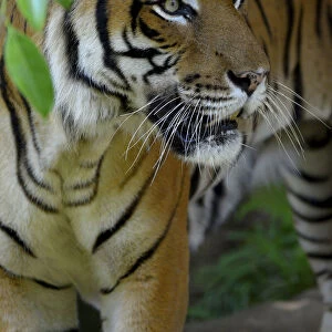 Malayan tiger (Panthera tigris jacksoni), Malaysia. Captive. An Endangered species