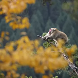 Male Japanese macaque (Macaca fuscata) roaring to attract females during the breeding season