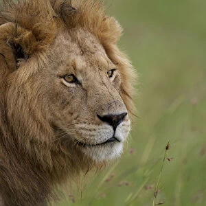 Male Lion (Panthera leo) Romeo from marsh pride, Masai Mara, Kenya