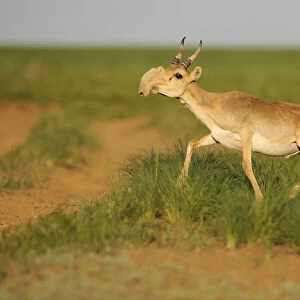 Male Saiga antelope (Saiga tatarica) running, Cherniye Zemli (Black Earth) Nature Reserve