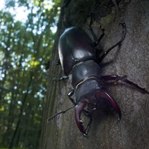 Male Stag beetle {Lucanus cervus} tree trunk, Codrii Reserve, Central Moldova, June