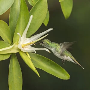 Mangrove hummingbird (Amazilia boucardi) female in flight feeding on Tea mangrove
