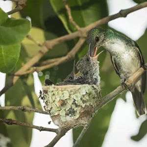 Mangrove hummingbird (Amazilia boucardi) female feeding chicks in nest, Pacific coast