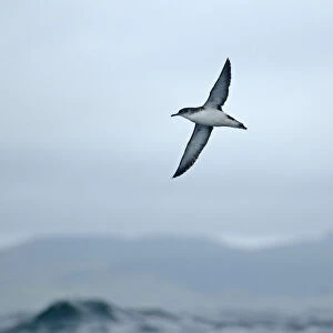 Manx shearwater (Puffinus puffinus) adult in flight over sea, near Ardnamurchan Point