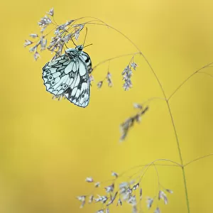 Marbled White butterfly (Melanargia galathea) resting on grass, Dunsdon Nature Reserve, Devon, UK. July