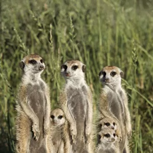 Meerkat / Suricate family group (Suricatta suricata) standing alert together, Kalahari