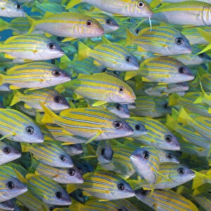 Several mimic goatfish (Mulliodichthys mimicus) hide within a school of Bluestripe snapper