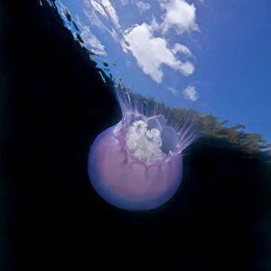 Moon jellyfish (Aurelia labiata) viewed from below, Browning Pass, Queen Charlotte Strait