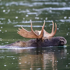 Moose (Alces alces) bull swimming across river. Grand Teton National Park, Wyoming, USA