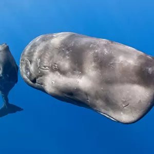Mother with young calf Sperm whale (Physeter macrocephalus) Dominica, Caribbean Sea, Atlantic Ocean