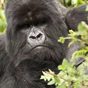 Mountain gorilla (Gorilla beringei beringei) Amahoro group, silverback, portrait