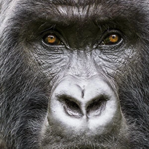 Mountain gorilla (Gorilla gorilla beringei) head portrait of Silverback Gihishamwotsi
