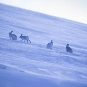 Mountain hare, (Lepus timidus), four animals on snowy hillside in winter, Scotland, UK, February
