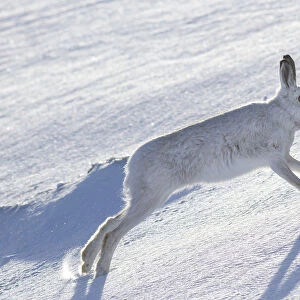 Mountain hare (Lepus timidus) running across a snow covered landscape, Scotland, UK, February