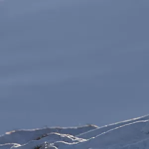 Mountain hare (Lepus timidus) in winter coat, against the sky on a snow ridge, Scotland
