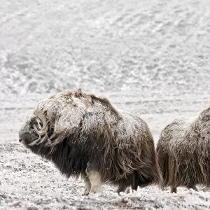 Musk ox (Ovibos moschatus) two covered in snow, Wrangel Island, Far Eastern Russia