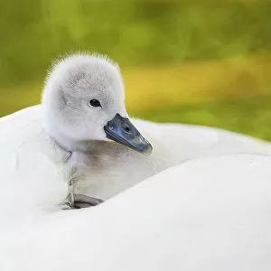 Mute swan (Cygnus olor) cygnet resting on parent's back. London, UK. April