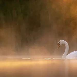 Mute swan (Cygnus olor) in early morning light, Valkenhorst Nature Reserve, The Netherlands, Europe. May