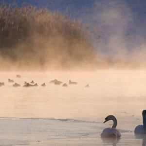 Mute swan (Cygnus olor) pair on misty lake, Amsterdamse Waterleidingduinen Nature Reserve