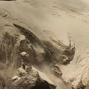 Nile crocodile (Crocodylus niloticus) making its way through sand to the Rufiji River