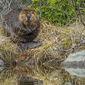 North American Beaver (Castor canadensis) grooming at the side of the pond. Acadia National Park