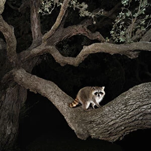 Northern raccoon (Procyon lotor) young at night climbing live Oak tree (Quercus virginiana) Dinero