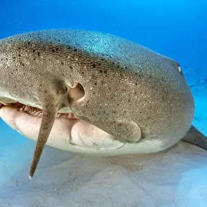 Nurse shark (Ginglymostoma cirratum) resting on the sand in shallow water with barbels clearly visible on top lip, head portrait, The Bahamas National Shark Sanctuary, South Bimini, Bahamas, Atlantic Ocean