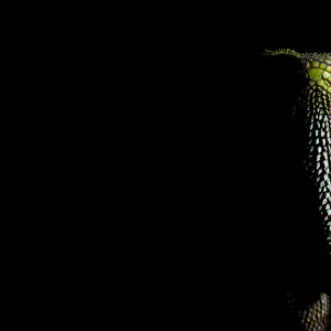 O Shaughnessys dwarf iguana / Red-eyed dwarf iguana (Enyalioides oshaughnessyi) portrait