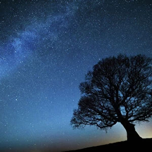 Oak tree (Quercus robur) silhouetted against night sky with stars, Brecon Beacons National Park