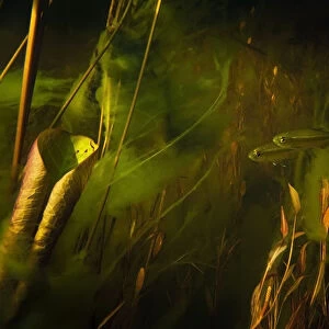 Okavango robbers (Rhabdalestes maunensis) fish swimming up the temporary Selinda Spillway