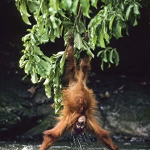 Orang-Utan (Pongo pygmaeus) lowering itself from a branch head-first into water