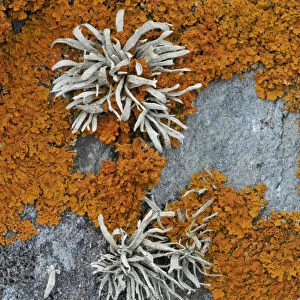 Orange coloured Seashore Lichens (Xanthoria parietina) and Sea Ivory (Ramalina siliquosa) UK